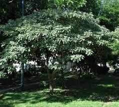 Refugio de plantas nativas: Qué observar en cada estación del año - - Los caminos del jardín
