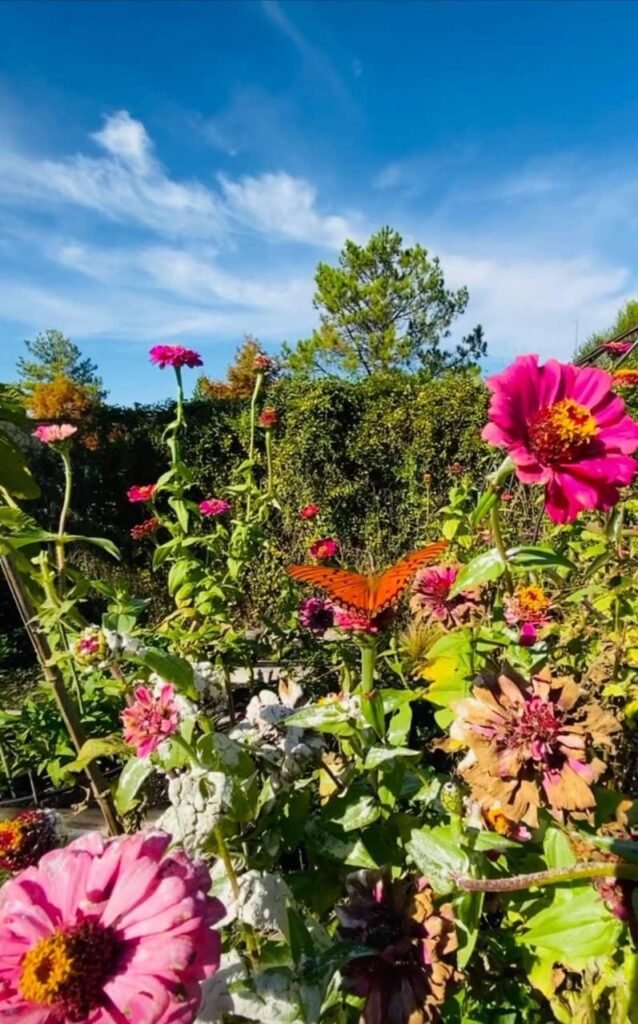 La naturaleza no compite por tu atención - - Notas
