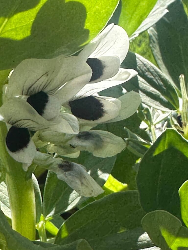 Cultivo de habas: Guía completa para tu huerta de invierno. - - Notas