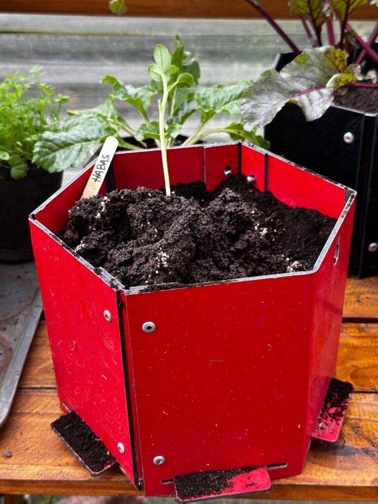 Cultivo de habas: Guía completa para tu huerta de invierno. - - Notas