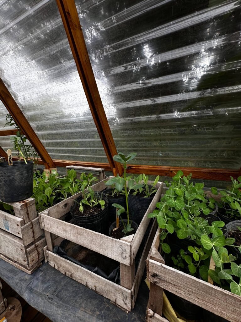 Cultivo de habas: Guía completa para tu huerta de invierno. - - Notas