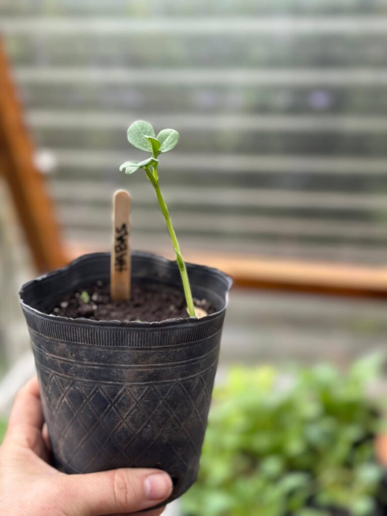 Cultivo de habas: Guía completa para tu huerta de invierno. - - Notas