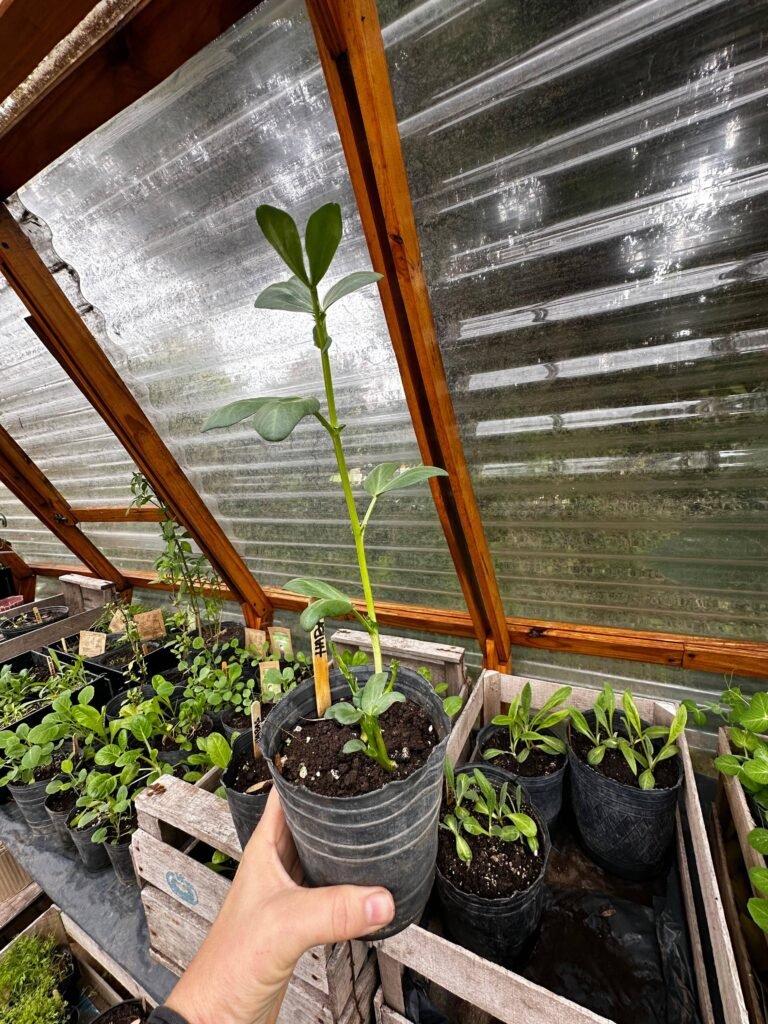 Cultivo de habas: Guía completa para tu huerta de invierno. - - Notas