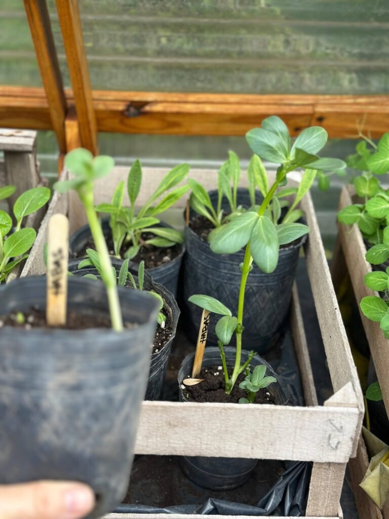 Cultivo de habas: Guía completa para tu huerta de invierno. - - Notas