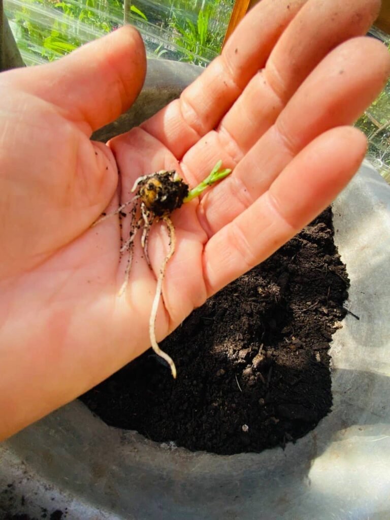 ¿Cómo sembrar en la huerta orgánica?: semillas, almácigos y suelo vivo. - - Notas