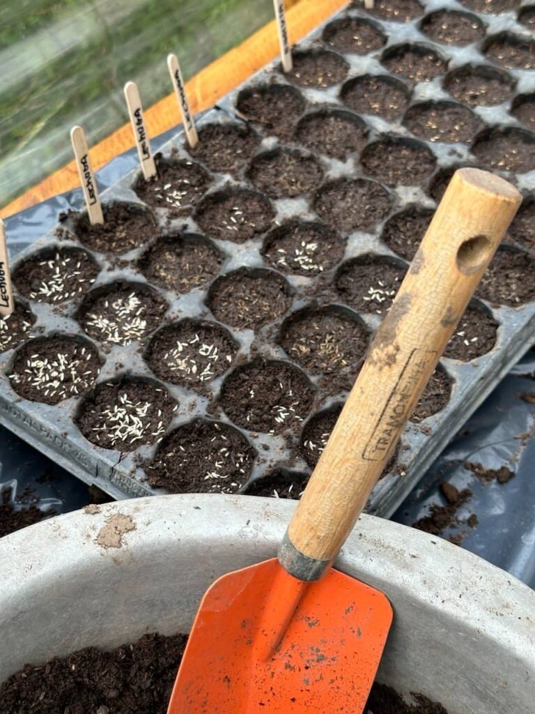 ¿Cómo sembrar en la huerta orgánica?: semillas, almácigos y suelo vivo. - - Notas