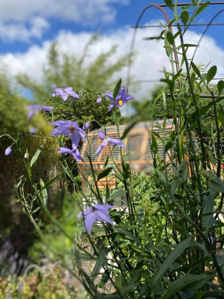 La naturaleza no compite por tu atención - - Notas