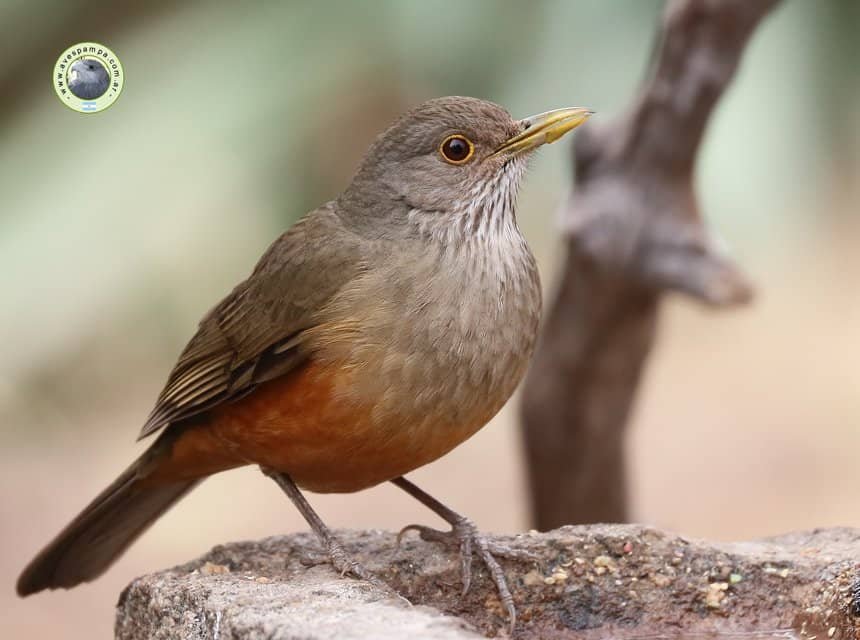 Biodiversidad y plantas nativas: Cómo la naturaleza hace trabajo en equipo - - Los caminos del jardín