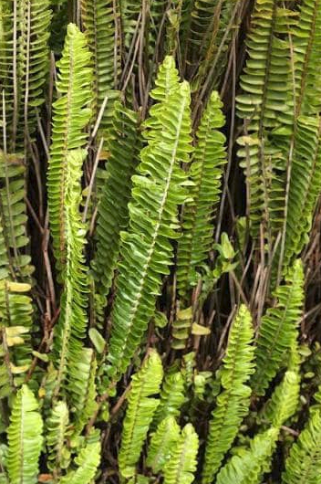 Costado del house: El sotobosque oculto - - Los caminos del jardín