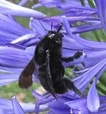 Biodiversidad y plantas nativas: Cómo la naturaleza hace trabajo en equipo - - Los caminos del jardín