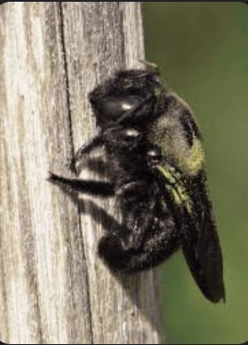 Biodiversidad y plantas nativas: Cómo la naturaleza hace trabajo en equipo - - Los caminos del jardín