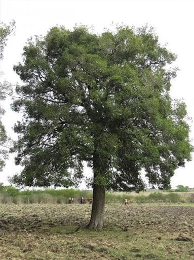 Un ecosistema en movimiento - - Los caminos del jardín
