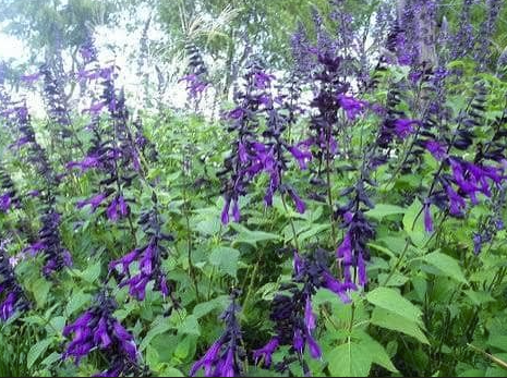Un ecosistema en movimiento - - Los caminos del jardín