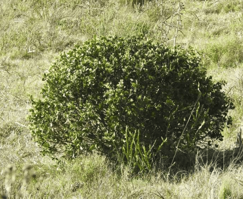 Un ecosistema en movimiento - - Los caminos del jardín