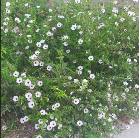 Un ecosistema en movimiento - - Los caminos del jardín