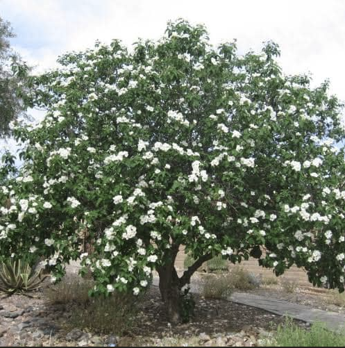 Un ecosistema en movimiento - - Los caminos del jardín