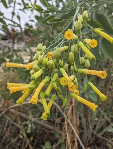 Un ecosistema en movimiento - - Los caminos del jardín