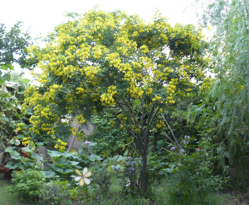 El turno de día - - Los caminos del jardín