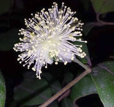 Pileta: un espacio de alta actividad - - Los caminos del jardín
