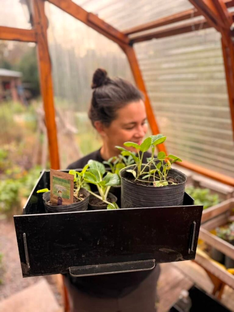 Cultivo de Pak Choi: 5 secretos para sembrar con éxito en invierno - - Notas