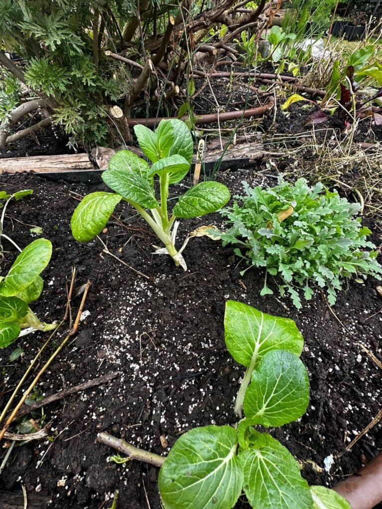 Cultivo de Pak Choi: 5 secretos para sembrar con éxito en invierno - - Notas