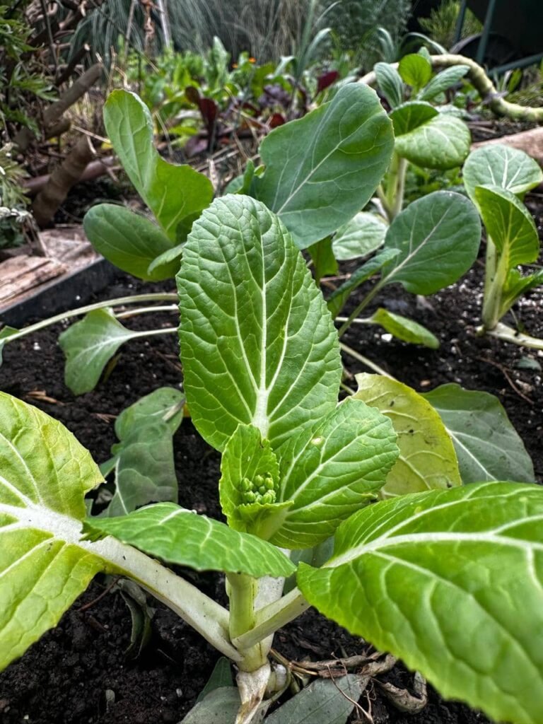 Cultivo de Pak Choi en un contenedor de madera durante el invierno.
