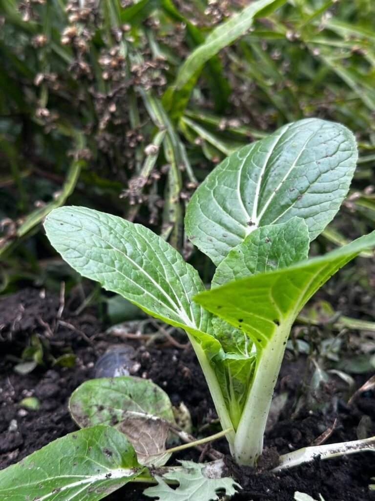 Cultivo de Pak Choi: 5 secretos para sembrar con éxito en invierno - - Notas