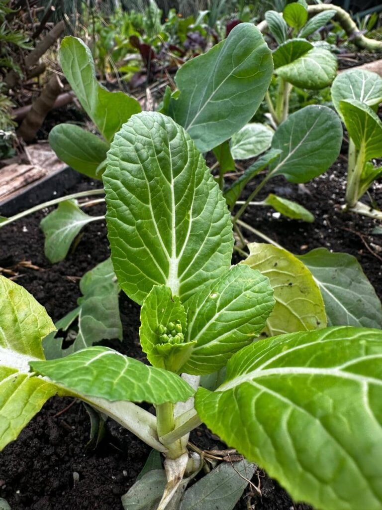 Cultivo de Pak Choi: 5 secretos para sembrar con éxito en invierno - - Notas
