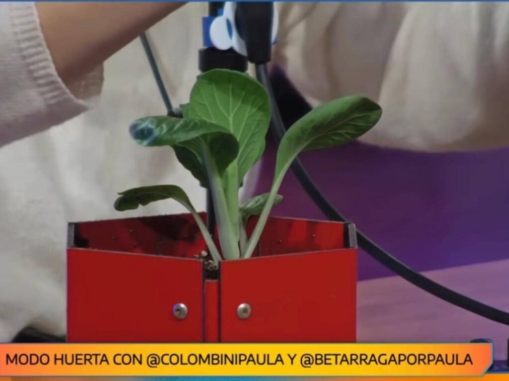 Cultivo de Pak Choi: 5 secretos para sembrar con éxito en invierno - - Notas