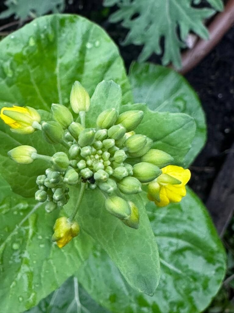 5 claves para un suelo vivo en invierno: secretos de la hojarasca, compost y plantas nativas - - Notas