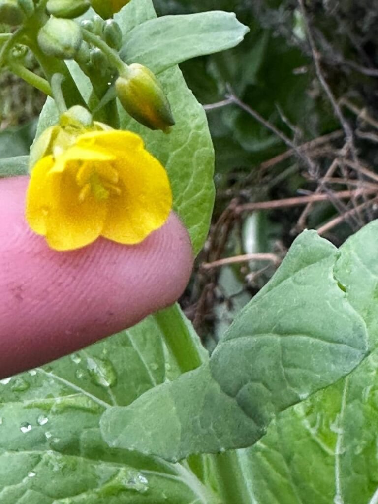 5 claves para un suelo vivo en invierno: secretos de la hojarasca, compost y plantas nativas - - Notas