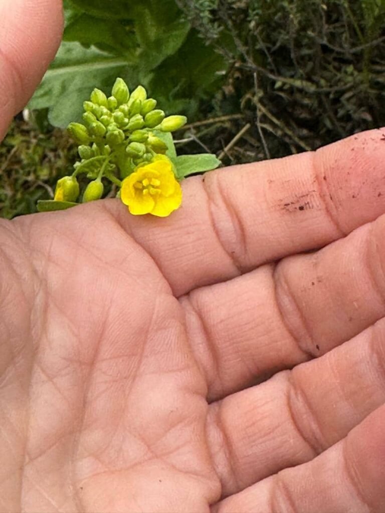 5 claves para un suelo vivo en invierno: secretos de la hojarasca, compost y plantas nativas - - Notas
