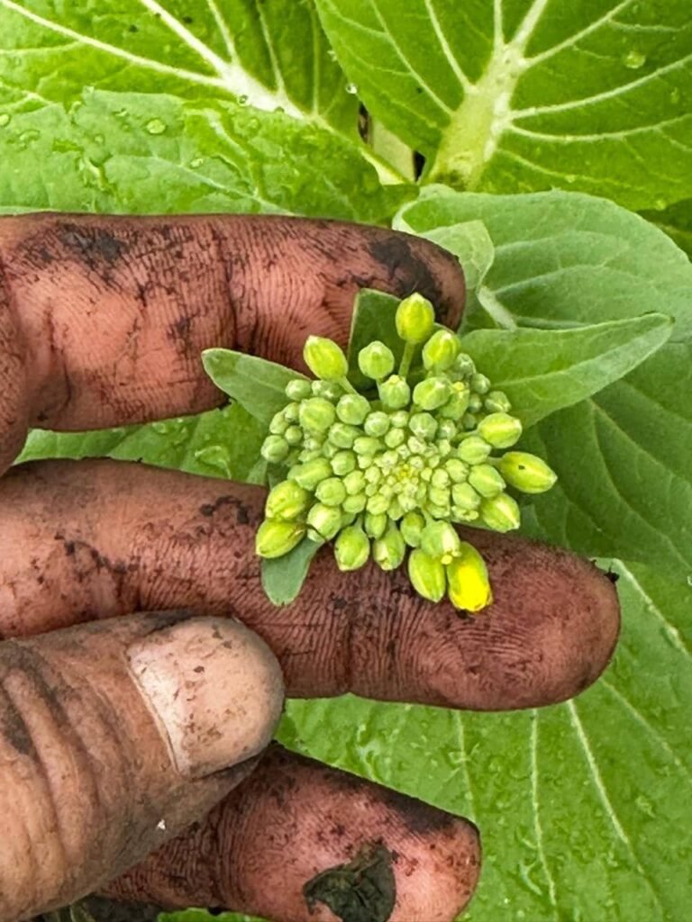 5 claves para un suelo vivo en invierno: secretos de la hojarasca, compost y plantas nativas - - Notas