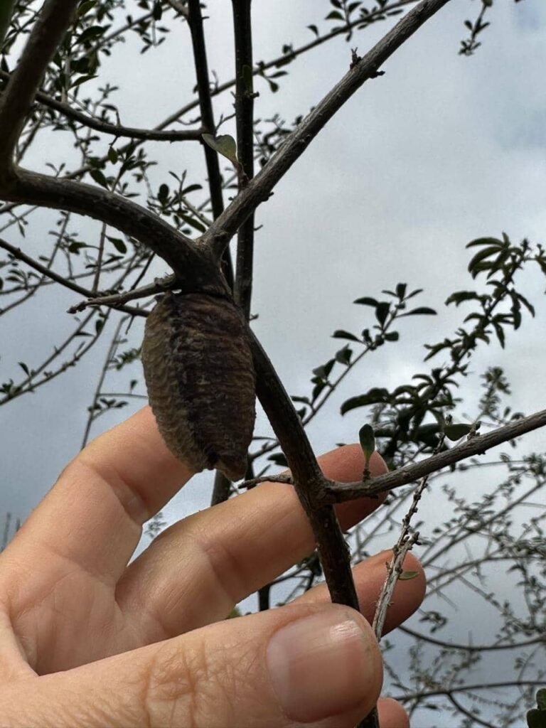 5 claves para un suelo vivo en invierno: secretos de la hojarasca, compost y plantas nativas - - Notas