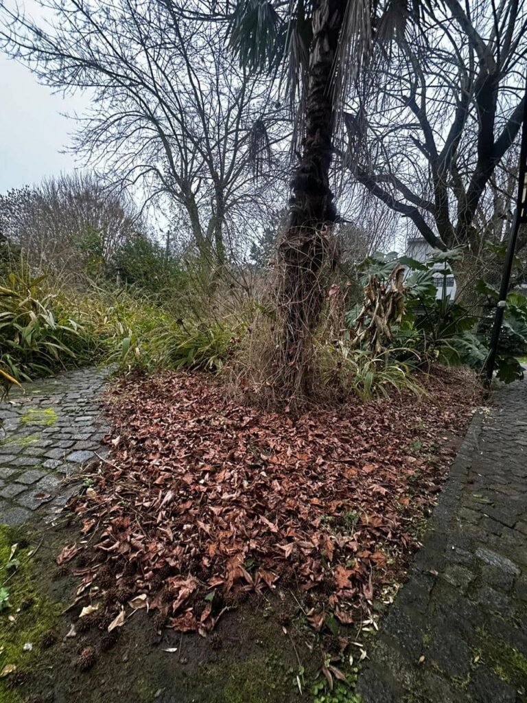 5 claves para un suelo vivo en invierno: secretos de la hojarasca, compost y plantas nativas - - Notas