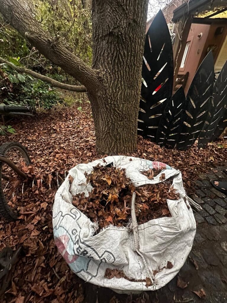 5 claves para un suelo vivo en invierno: secretos de la hojarasca, compost y plantas nativas - - Notas