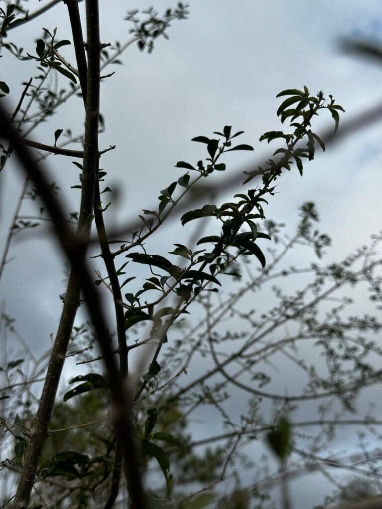 5 claves para un suelo vivo en invierno: secretos de la hojarasca, compost y plantas nativas - - Notas