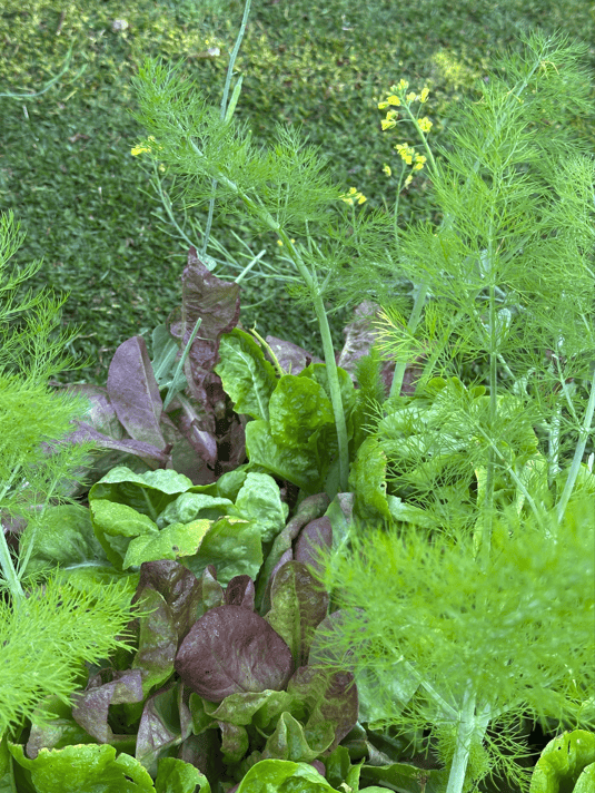 Huerta orgánica en casa: 4 claves para diseñar un ecosistema vivo - - Notas