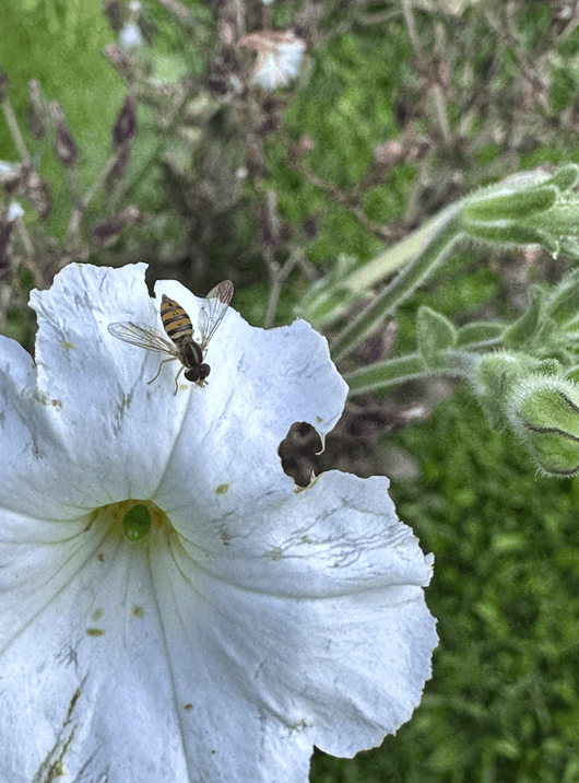 Huerta orgánica en casa: 4 claves para diseñar un ecosistema vivo - - Notas
