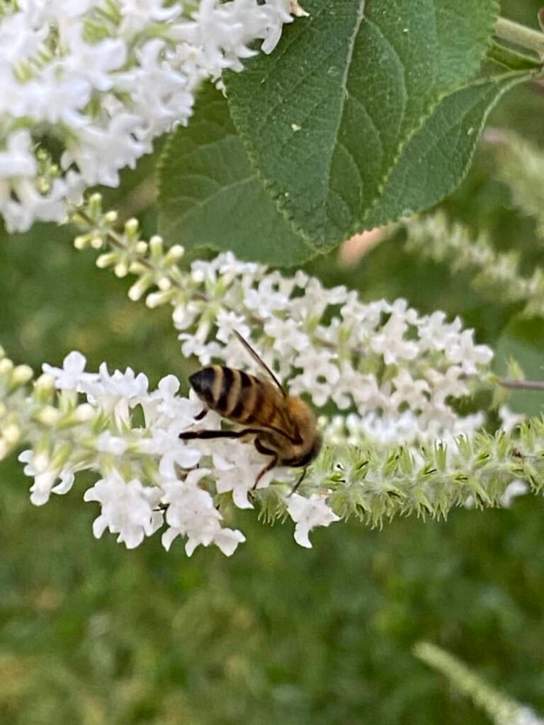 Huerta orgánica en casa: 4 claves para diseñar un ecosistema vivo - - Notas